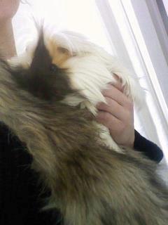 Marsvin *Dexter* (aflivet) billede 2