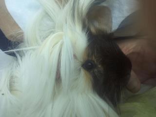 Marsvin *Dexter* (aflivet) billede 3