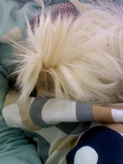 Marsvin *Dexter* (aflivet) billede 4