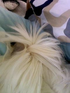 Marsvin *Dexter* (aflivet) billede 5