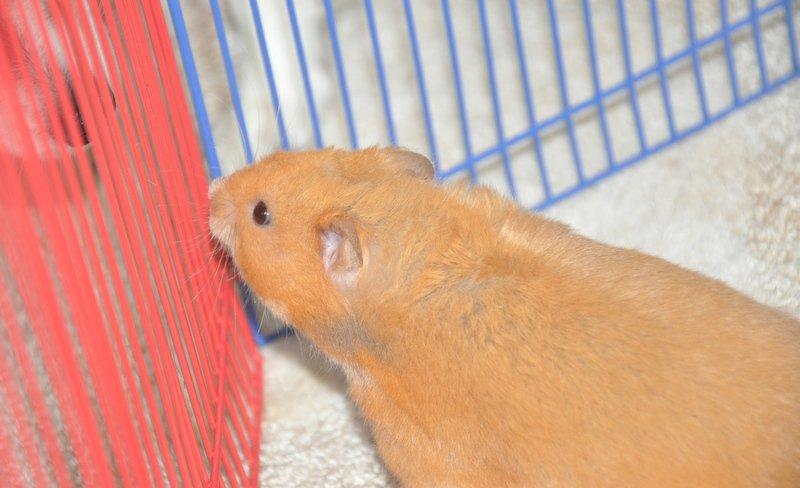 Hamster Lindes Pippi Langstrømpe <3 - 21. marts 2013 - Pippi på tur, her hilser hun lige gennem tremmerne på min hund Maggie <3 billede 18