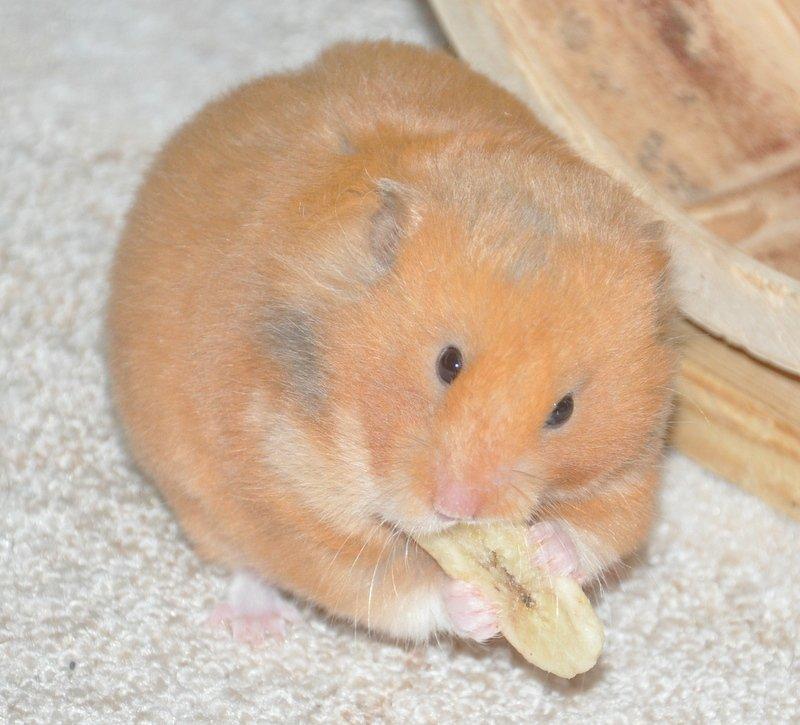 Hamster Lindes Pippi Langstrømpe <3 - 21. marts 2013 - Pippi hapser lige en tørret banan, en af hendes livretter :D billede 19