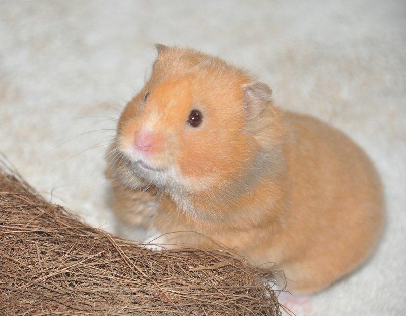 Hamster Lindes Pippi Langstrømpe <3 - 21. marts 2013 - Smukke pige! billede 20