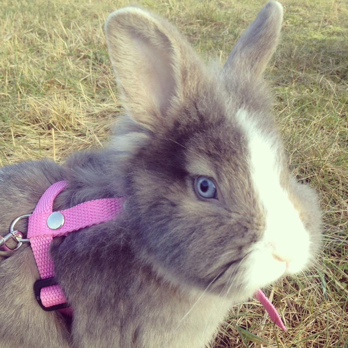Kanin Pebbles *Pebbly* billede 9