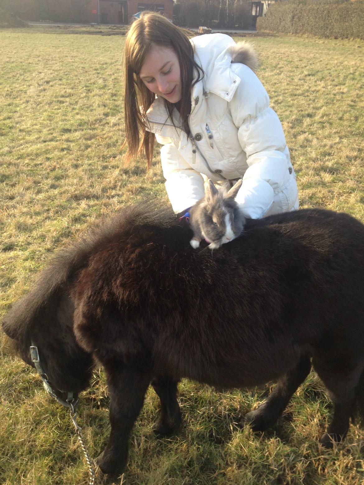 Kanin Pebbles *Pebbly* billede 10