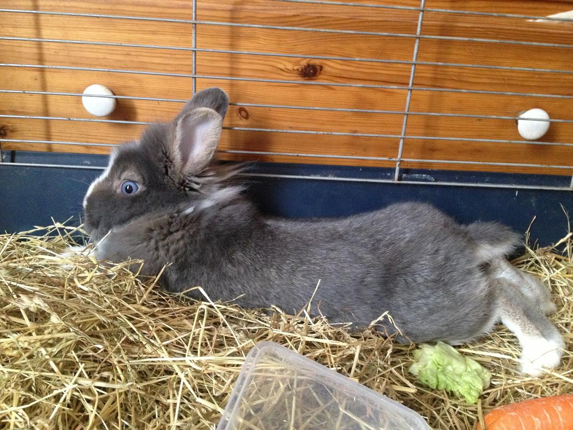 Kanin Pebbles *Pebbly* billede 11