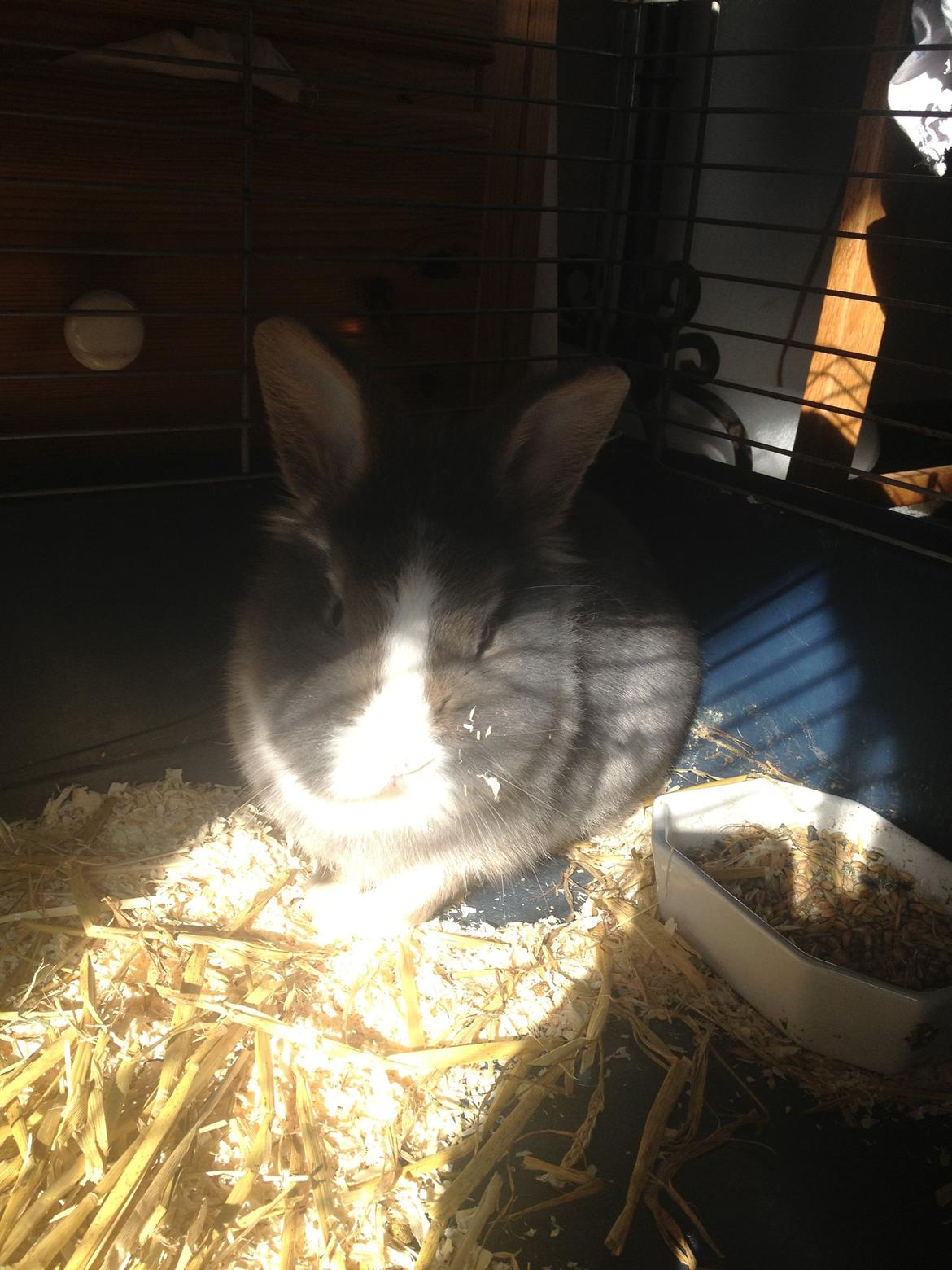 Kanin Pebbles *Pebbly* billede 12