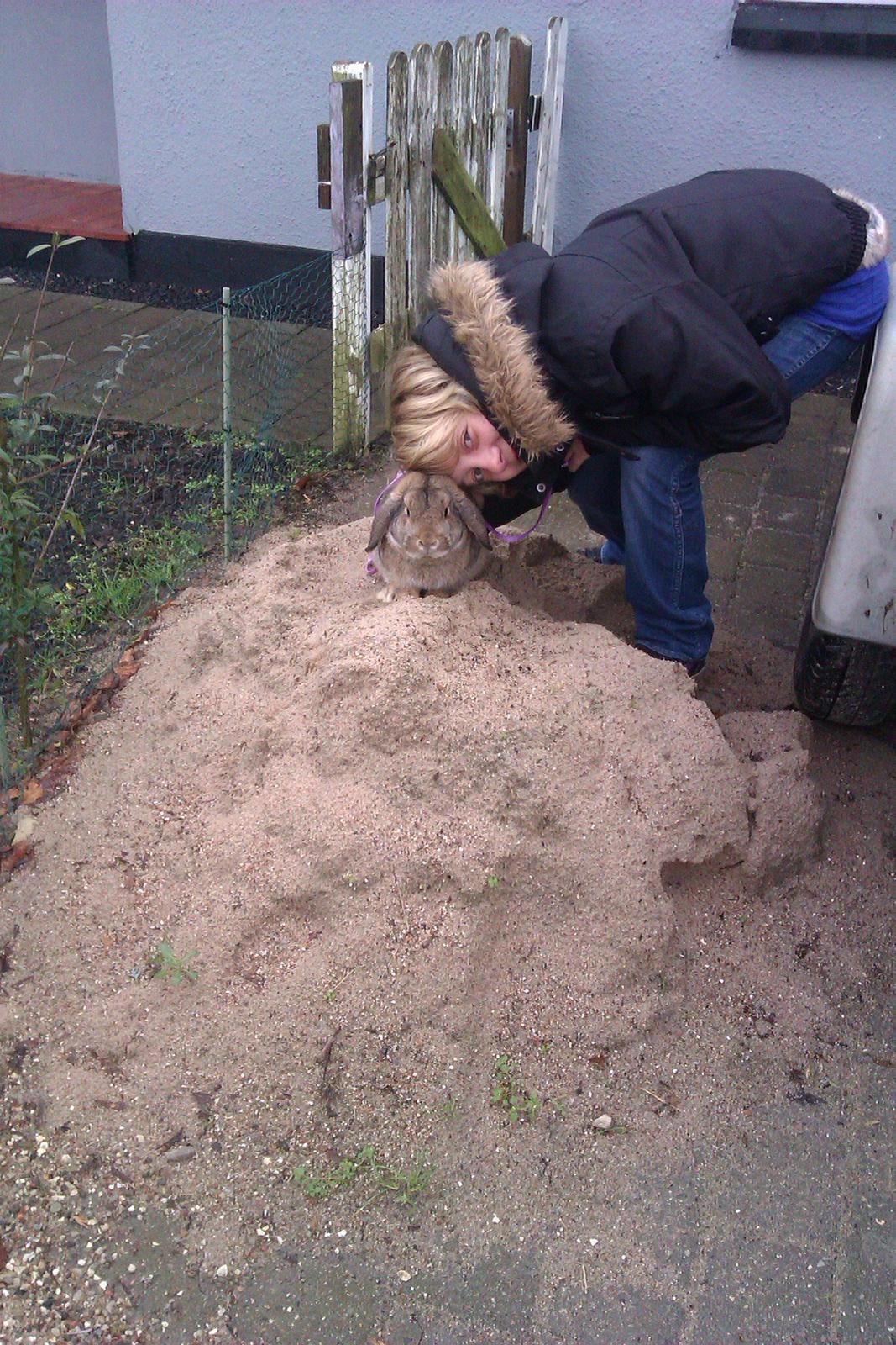 Kanin Filur - Filur elsker at grave i den store grusbunke billede 1