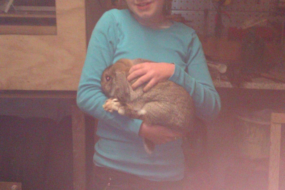 Kanin Filur - Kæletrollen Filur  billede 2