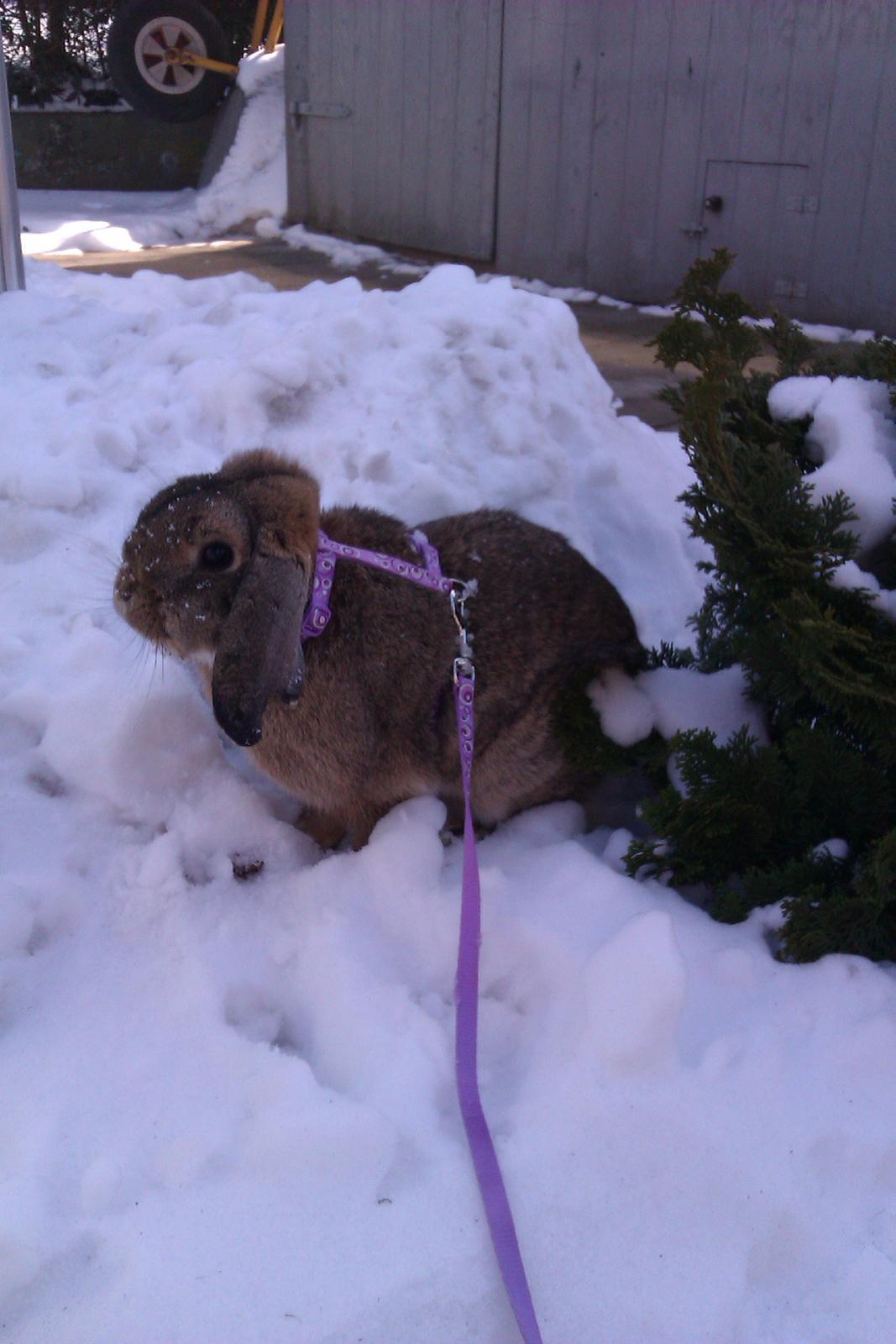Kanin Filur - Filur elsker at gå tur, også selv om der er sne billede 3