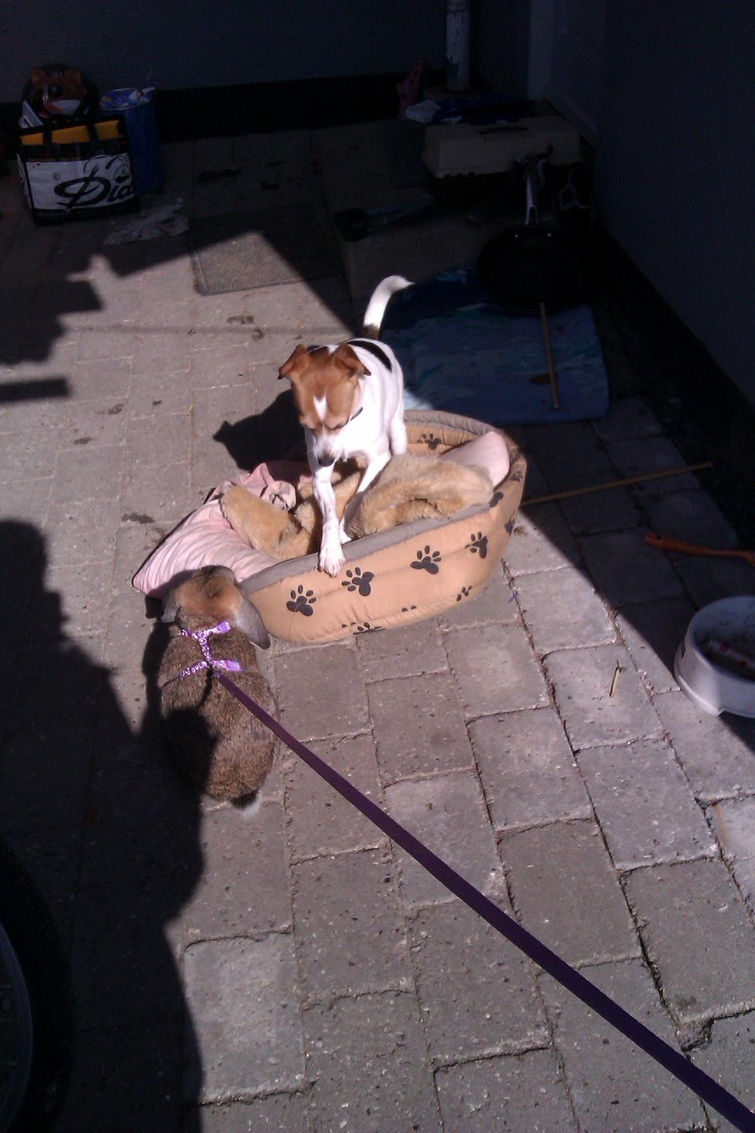 Kanin Filur - Filur vogter over hunden Ida billede 4