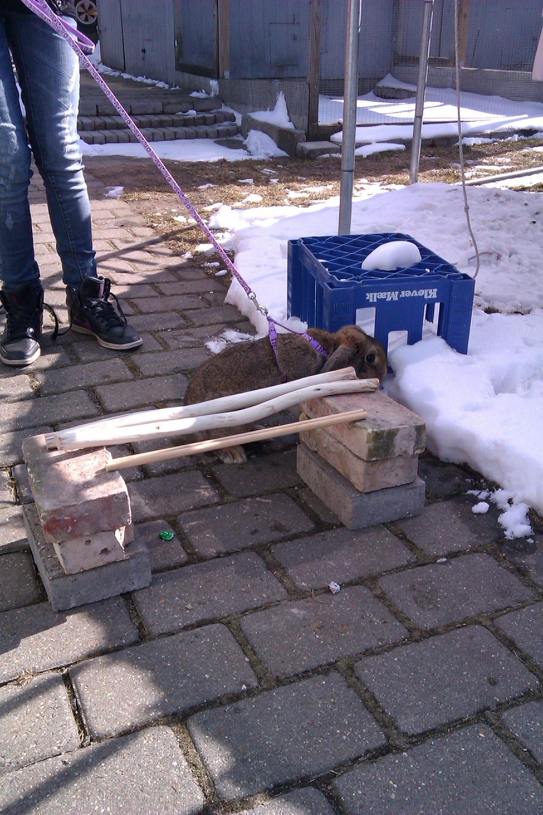 Kanin Filur - Nogle gange driller jeg min ejer og går udenom forhindringer billede 5