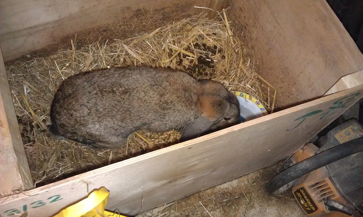 Kanin Filur - Min mor skulle passe Filur, og ville lige sende míg et billede mens jeg var på ferie billede 6