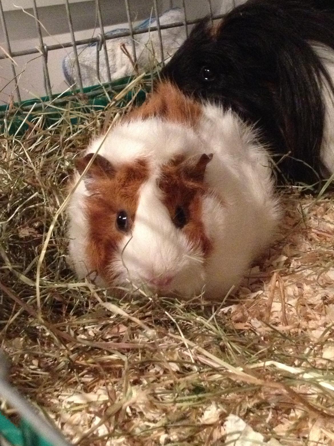 Marsvin Helga billede 4