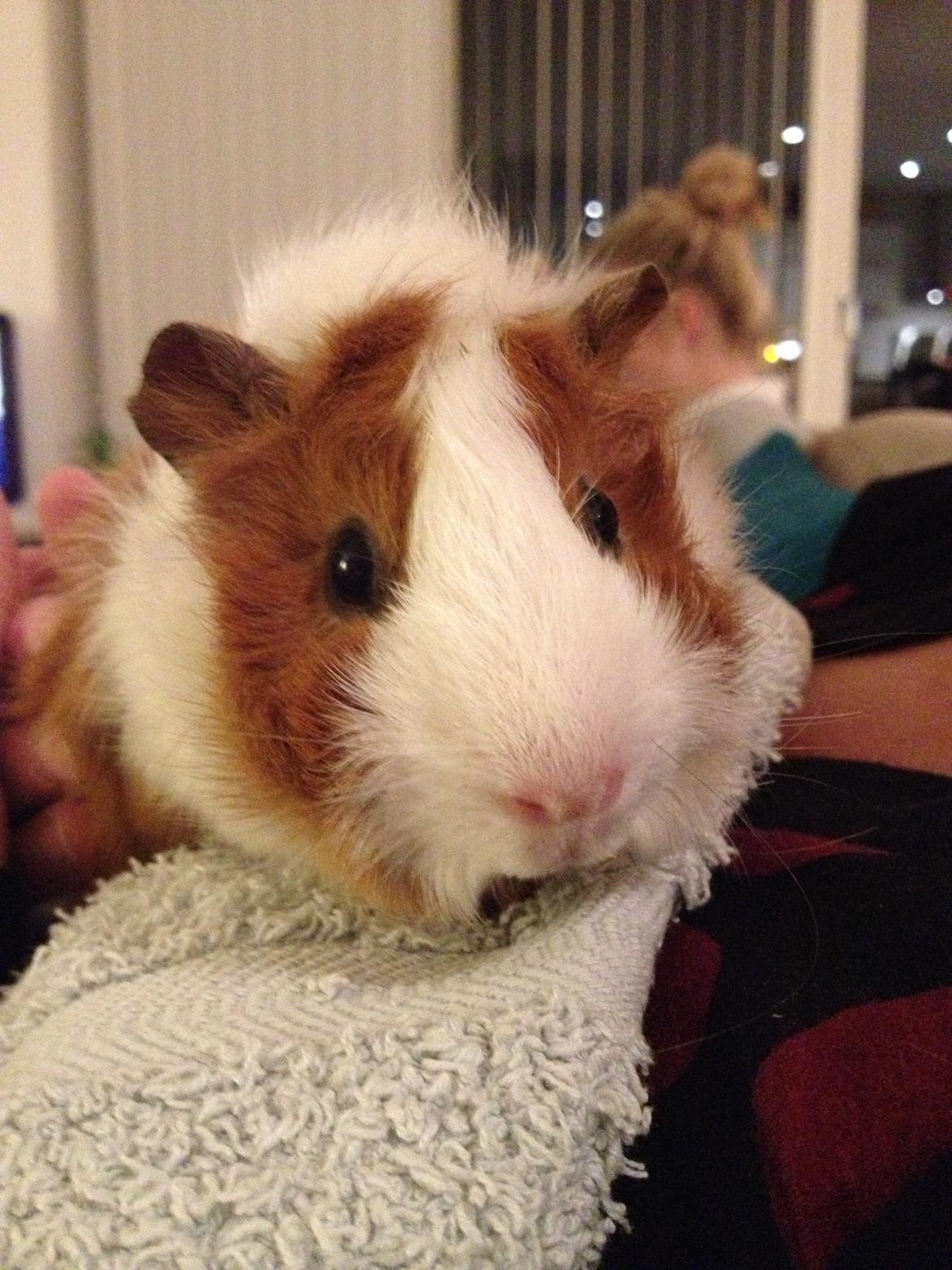 Marsvin Helga billede 6