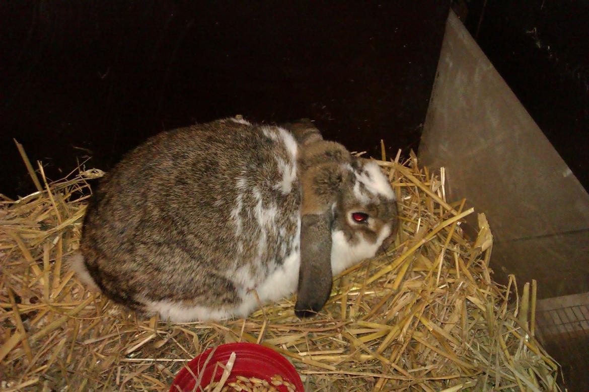 Kanin Lucia - Da Lucia lige var kommet billede 1