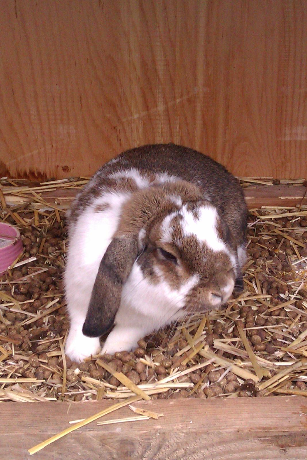 Kanin Lucia - Men nu er hun blevet mere nysgerrig og kælen billede 3