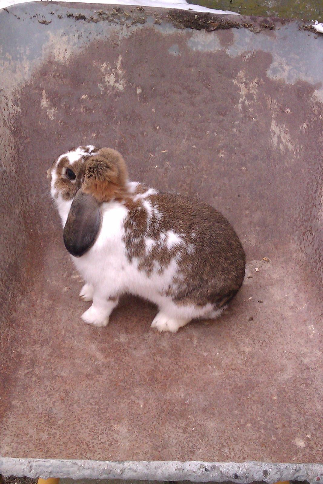 Kanin Lucia - Lidt spændende at sidde i en trillebør billede 4