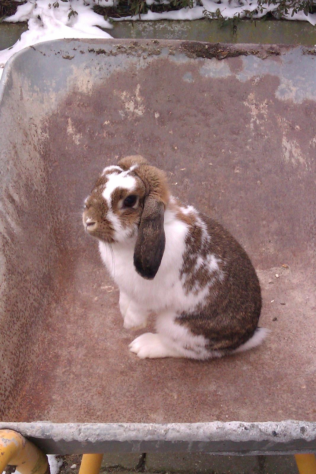 Kanin Lucia - Kan Lucia mon nå at kikke over kanten billede 5