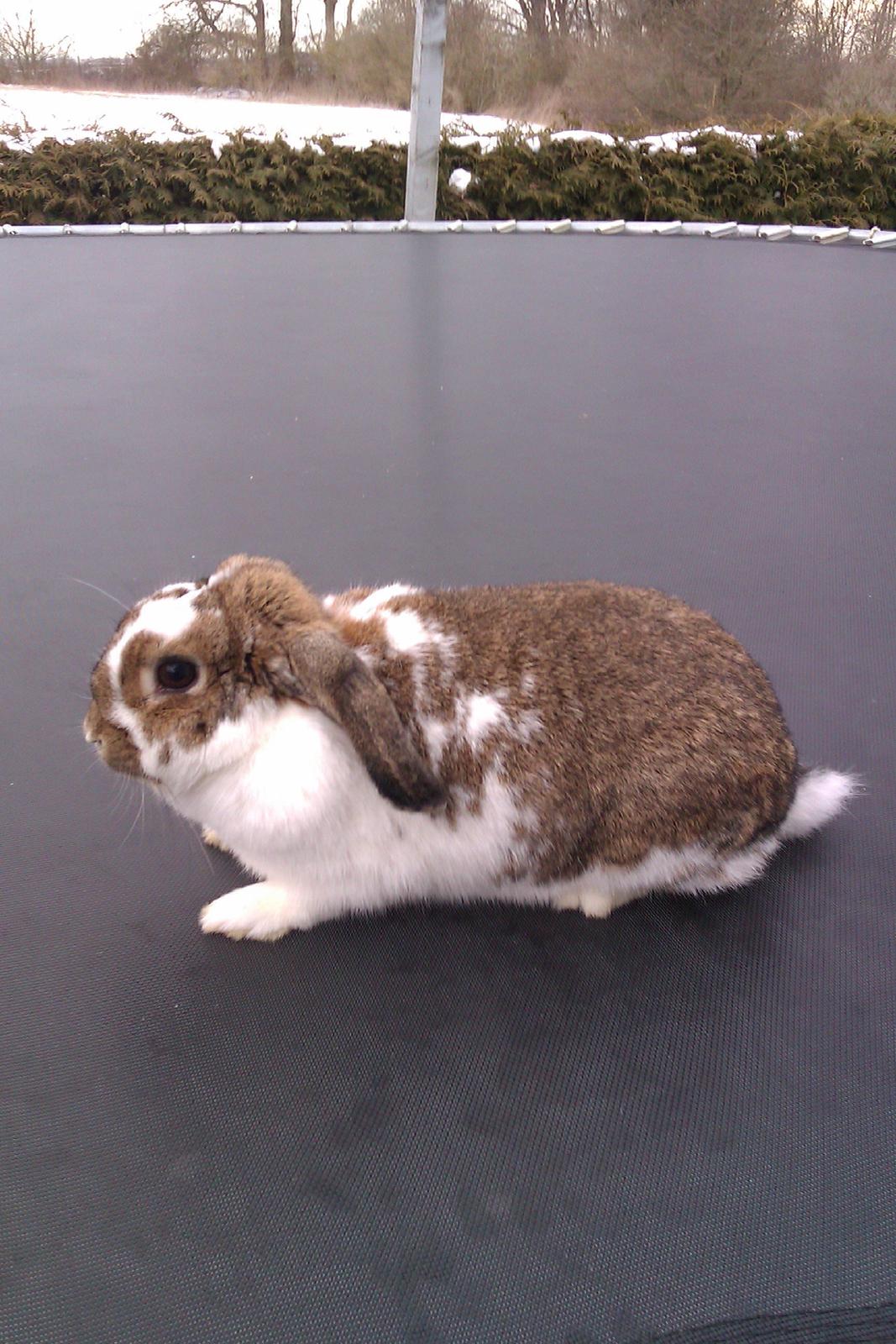 Kanin Lucia - Lucia blev lige lidt træt og tog sig en slabber på trampolinen. Det er jo hårdt at være fotomodel ;-) billede 6