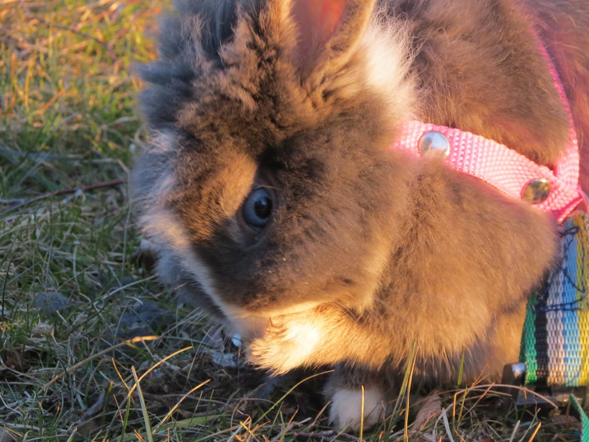 Kanin Pebbles *Pebbly* billede 13