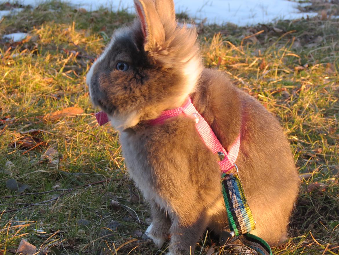 Kanin Pebbles *Pebbly* billede 7