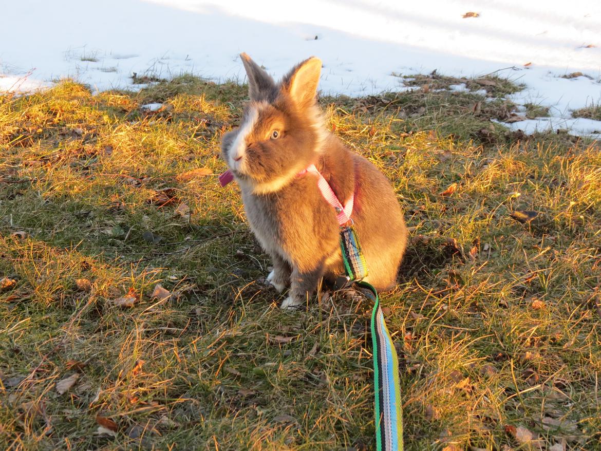 Kanin Pebbles *Pebbly* billede 14