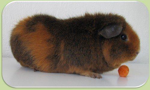 Marsvin Totte - Dejlige nus billede 1