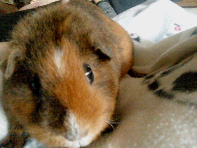 Marsvin Totte - Lille Frøken nysgerrig billede 2