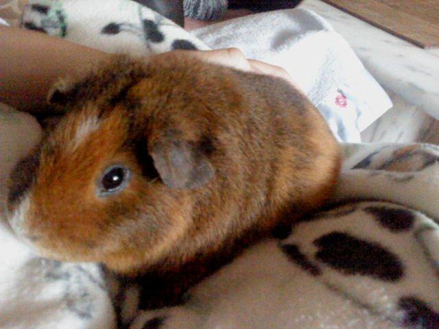 Marsvin Totte - Nyder lige at blive kælet for billede 3