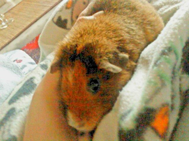 Marsvin Totte - Min wulle billede 4