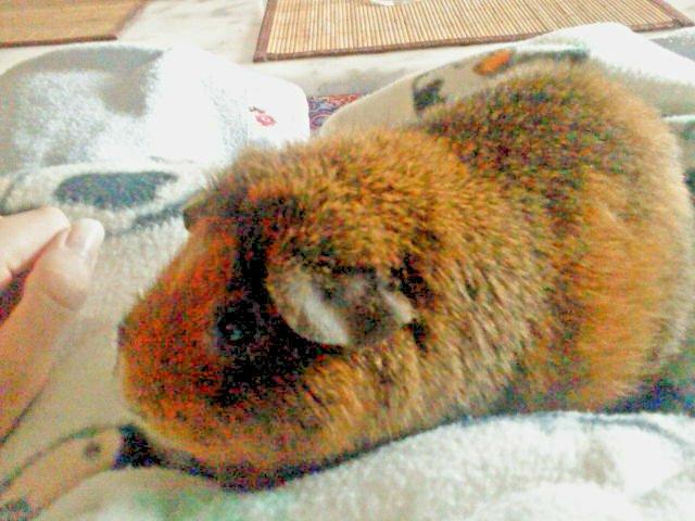 Marsvin Totte - Såååhhh sød billede 5