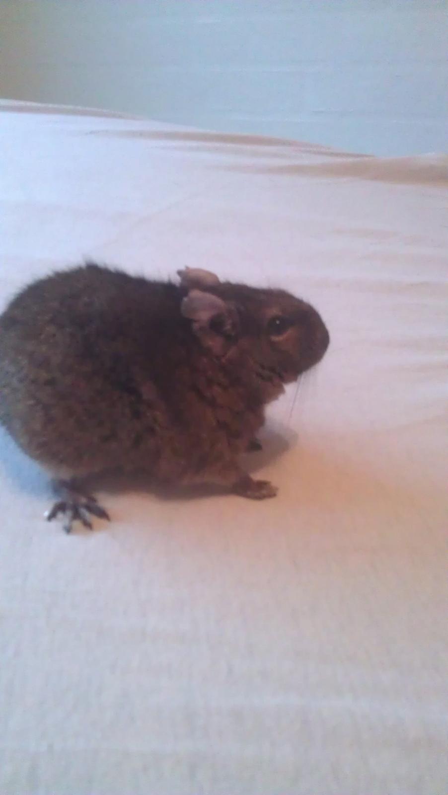 Degu Vuffer - RIP billede 2