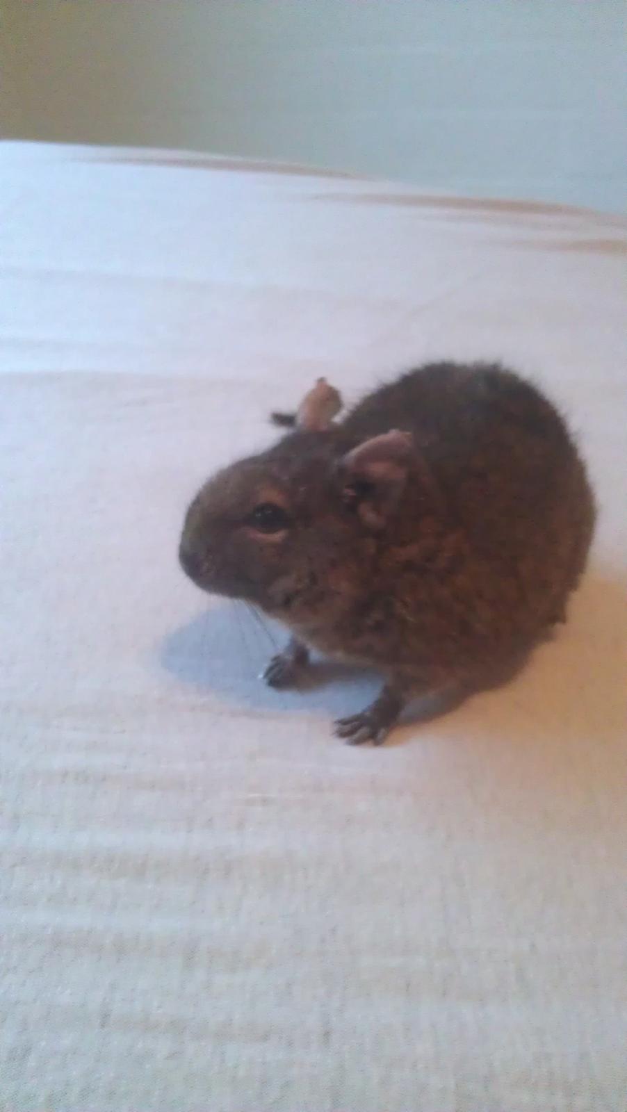 Degu Vuffer - RIP billede 3