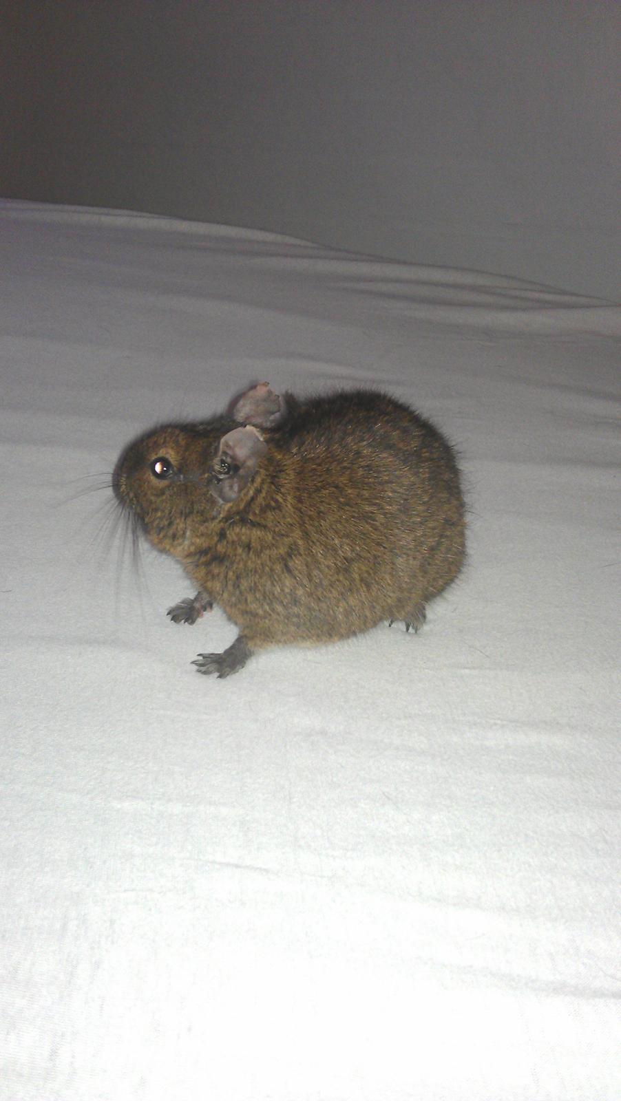 Degu Vuffer - RIP billede 4