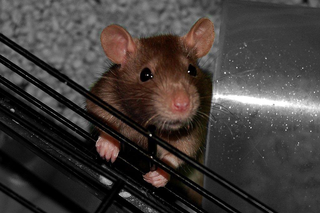 Tamrotte Traudl billede 2