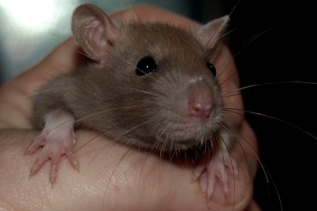 Tamrotte Traudl billede 4