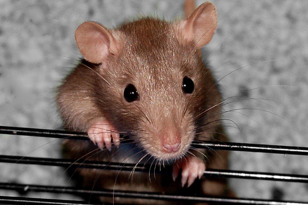 Tamrotte Traudl billede 1