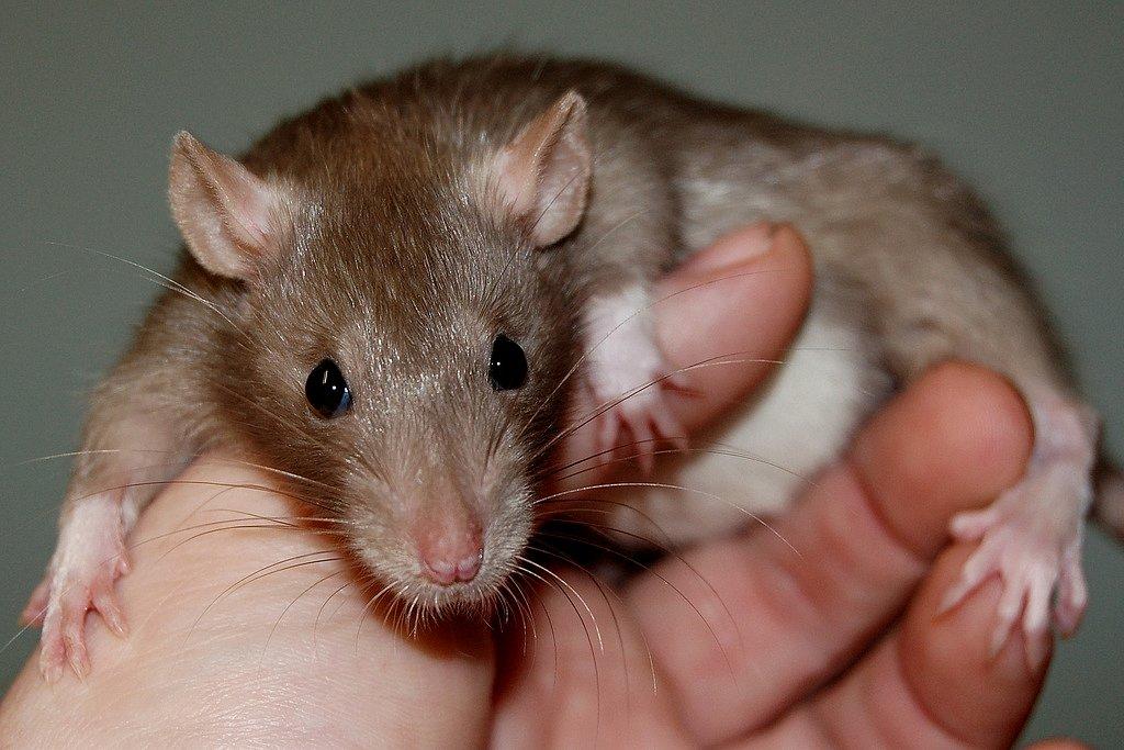 Tamrotte Traudl billede 5