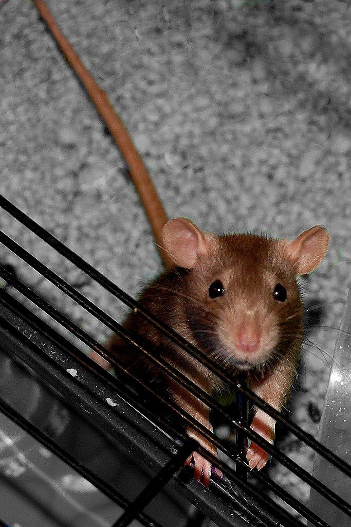 Tamrotte Traudl billede 3