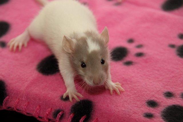 Tamrotte Hell´s Rufio the Magnificent billede 9