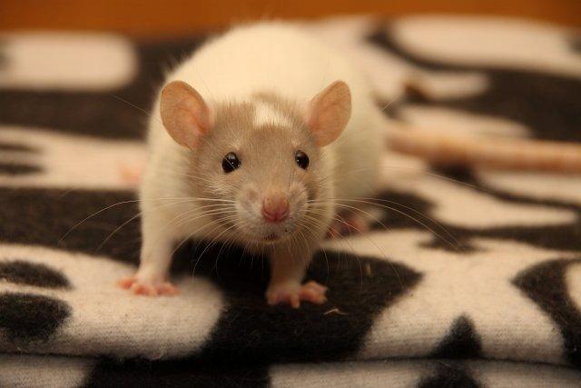 Tamrotte Hell´s Rufio the Magnificent billede 5