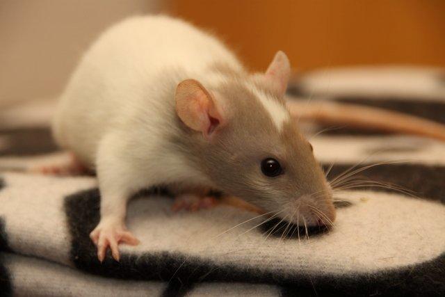 Tamrotte Hell´s Rufio the Magnificent billede 6