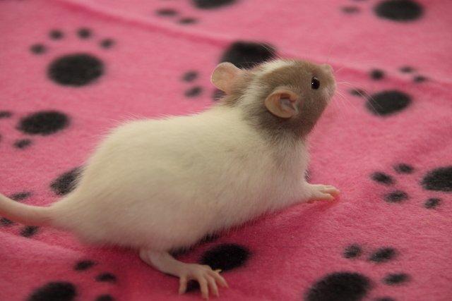 Tamrotte Hell´s Rufio the Magnificent billede 10