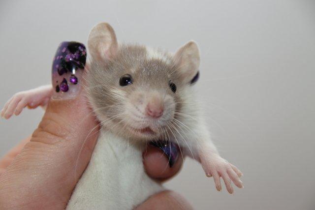 Tamrotte Hell´s Rufio the Magnificent billede 8