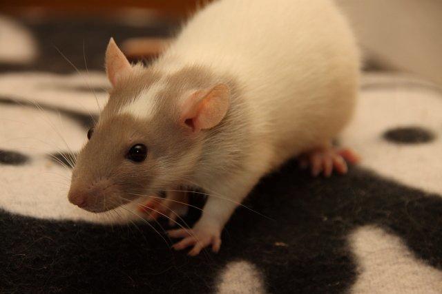 Tamrotte Hell´s Rufio the Magnificent billede 7