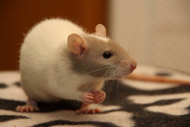 Tamrotte Hell´s Rufio the Magnificent billede 4