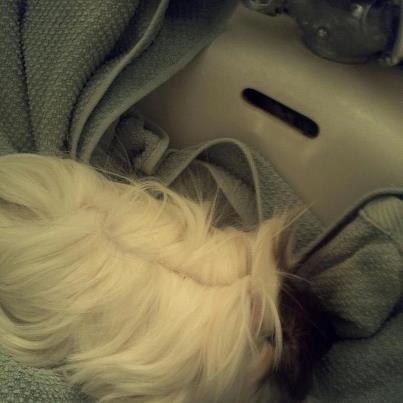 Marsvin *Dexter* (aflivet) billede 6