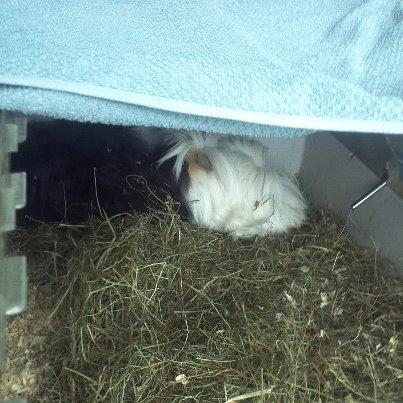 Marsvin *Dexter* (aflivet) billede 7