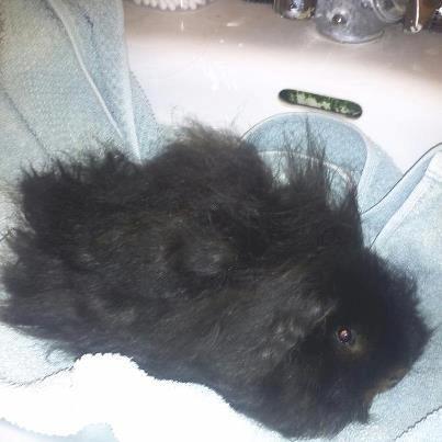 Marsvin * Sorte Per* (død) billede 1